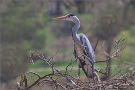 <p>VOLAVKA POPELAVÁ (Ardea cinerea) ---- /Grey heron - Graureiher/</p>